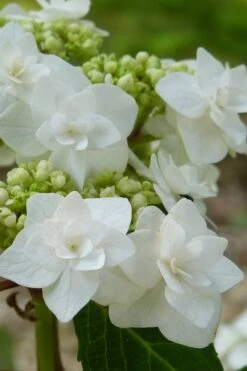 Double Delights Wedding Gown Lacecap Hydrangea - 3 Gallon Pot -Green Haven Shop Hydrangea Wedding Gown 23