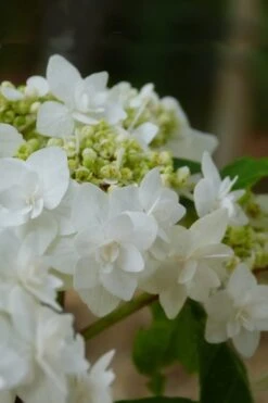 Double Delights Wedding Gown Lacecap Hydrangea - 3 Gallon Pot -Green Haven Shop Hydrangea Wedding Gown 4