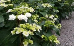 Double Delights Wedding Gown Lacecap Hydrangea - 3 Gallon Pot -Green Haven Shop Hydrangea Wedding Gown 6