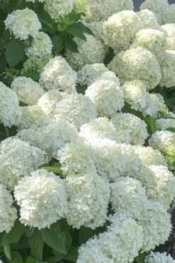 White Wedding Hydrangea - 3 Gallon Pot -Green Haven Shop Hydrangea White Wedding 5 x750 1