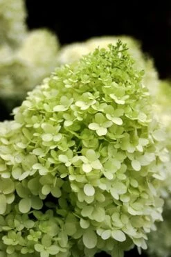 Limelight PeeGee Hydrangea - 2.5 Gallon Pot -Green Haven Shop Hydrangea limelightf BS