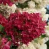 Diamond Rouge Hydrangea - 3 Gallon Pot