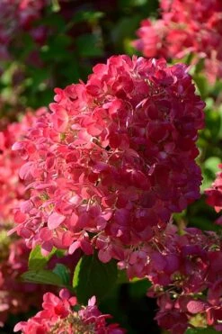 Diamond Rouge Hydrangea - 3 Gallon Pot 12 Diamond Rouge Hydrangea - 3 Gallon Pot -Green Haven Shop Hydrangia Diamond Rouge 5