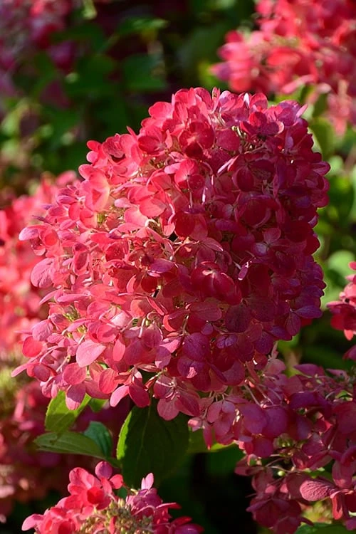 Diamond Rouge Hydrangea - 3 Gallon Pot 6 Diamond Rouge Hydrangea - 3 Gallon Pot - Image 6