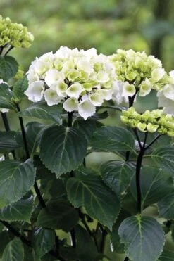 Zebra Hydrangea - 3 Gallon Pot -Green Haven Shop Hydrangrea Zebra 11