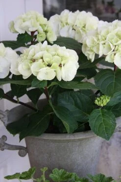 Zebra Hydrangea - 3 Gallon Pot -Green Haven Shop Hydrangrea Zebra 14