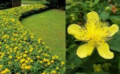 Creeping St Johns Wort - Hypericum Calycinum - 6 Pack Of Pint Pots -Green Haven Shop Hypericum Calycinum 2 1