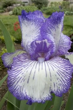 Hemstitched Reblooming Fragrant Bearded Iris- 1 Gallon Pot