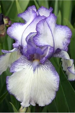 Hemstitched Reblooming Fragrant Bearded Iris- 1 Gallon Pot -Green Haven Shop Iris Hemstitched 10