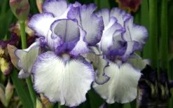 Hemstitched Reblooming Fragrant Bearded Iris- 1 Gallon Pot -Green Haven Shop Iris Hemstitched 11