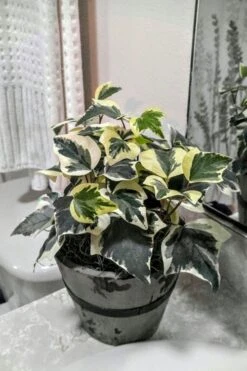 Variegated Algerian Ivy (Hedera Algeriensis 'Gloire De Marengo') - 6 Pack Of Pint Pots -Green Haven Shop Ivy Variegated Algerian 5