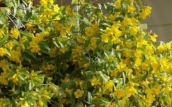 Butterscotch Yellow Jasmine (Jessamine) Gelsemium Sempervirens - 3 Gallon Pot -Green Haven Shop Jasmine Butterscotch 51 1