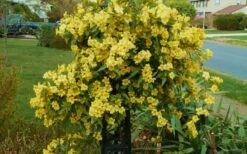 Butterscotch Yellow Jasmine (Jessamine) Gelsemium Sempervirens - 3 Gallon Pot -Green Haven Shop Jasmine Butterscotch 52 1