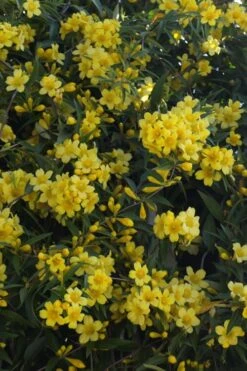 Duet Yellow Jasmine (Jessamine) - 2 Gallon Pot -Green Haven Shop Jasmine Duet 5