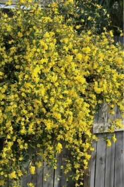 Duet Yellow Jasmine (Jessamine) - 2 Gallon Pot -Green Haven Shop Jasmine Duet 8