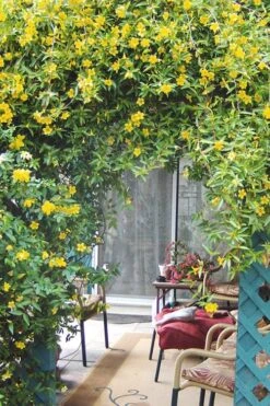Duet Yellow Jasmine (Jessamine) - 2 Gallon Pot -Green Haven Shop Jasmine Duet 9