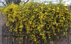 Duet Yellow Jasmine (Jessamine) - 2 Gallon Pot -Green Haven Shop Jasmine Duet On Fence