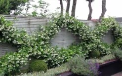 Madison Confederate Jasmine - 1 Gallon Pot 10 Madison Confederate Jasmine - 1 Gallon Pot -Green Haven Shop Jasmine Madison 12