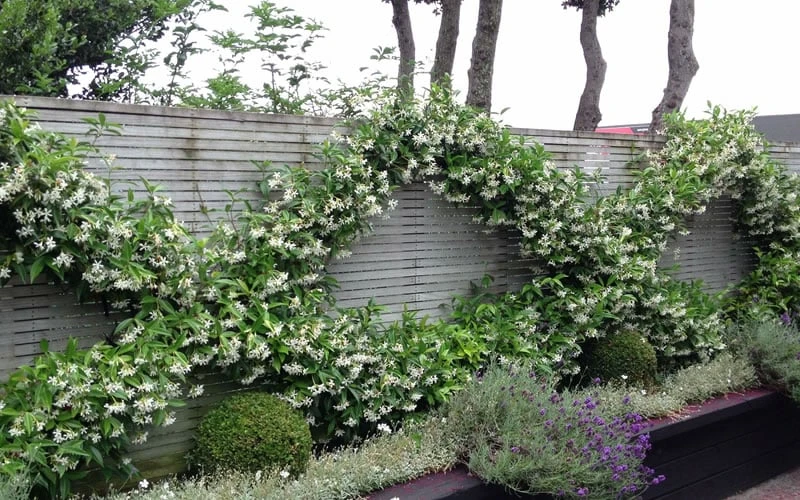 Madison Confederate Jasmine - 1 Gallon Pot 4 Madison Confederate Jasmine - 1 Gallon Pot - Image 4