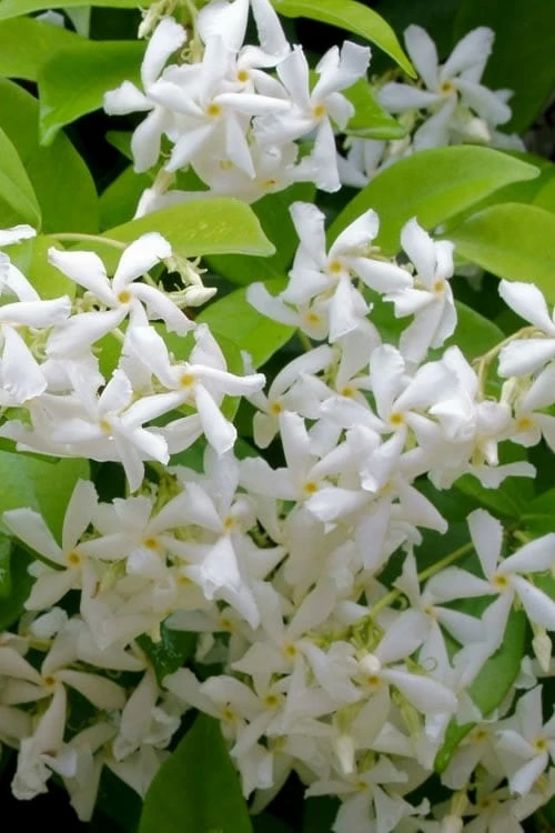 Madison Confederate Jasmine - 1 Gallon Pot 1 Madison Confederate Jasmine - 1 Gallon Pot