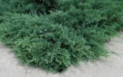 Blue Sargent Juniper - 1 Gallon Pot -Green Haven Shop Juniper Blue Sargent 2