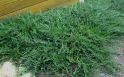 Blue Sargent Juniper - 1 Gallon Pot -Green Haven Shop Juniper Blue Sargent Rev