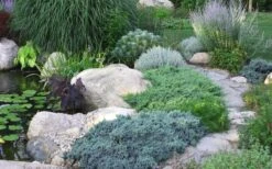 Blue Star Juniper - 6-Pack Of 1 Gallon Pots -Green Haven Shop Juniper Blue Star 14