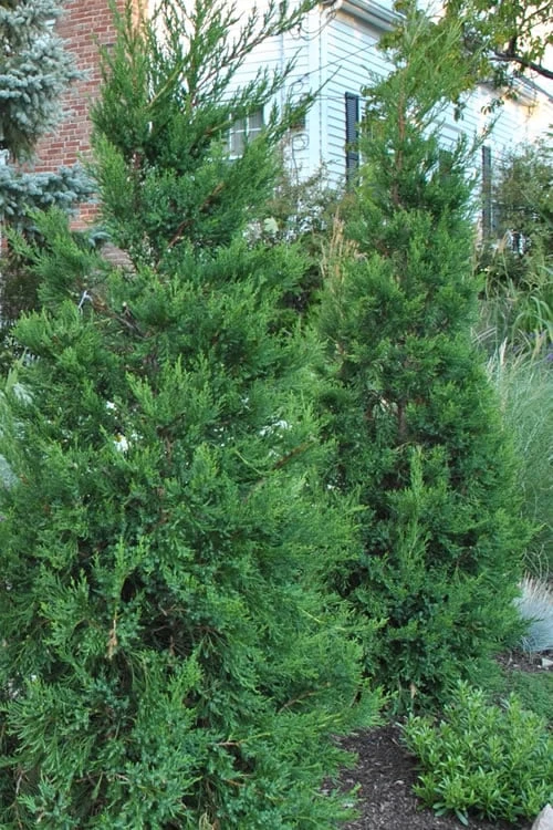 Hetzi Columnar Juniper - 7 Gallon Pot (3-4') 1 Hetzi Columnar Juniper - 7 Gallon Pot (3-4')