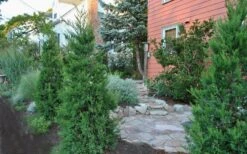 Hetzi Columnar Juniper - 7 Gallon Pot (3-4') 9 Hetzi Columnar Juniper - 7 Gallon Pot (3-4') -Green Haven Shop Juniper Hetzi Columnar Landscape 1