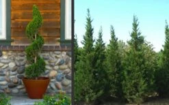Hetzi Columnar Juniper - 7 Gallon Pot (3-4') 8 Hetzi Columnar Juniper - 7 Gallon Pot (3-4') -Green Haven Shop Juniper Hetzi Columnar Landscape 2 1