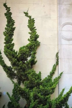 Hollywood Torulosa Juniper - 3 Gallon Pot -Green Haven Shop Juniper Hollywood 12 2