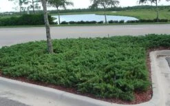 Parsons Juniper - Juniperus Davurica 'Parsonii' - 6 Pack Of 1 Gallon Pots -Green Haven Shop Juniper Parsons 5