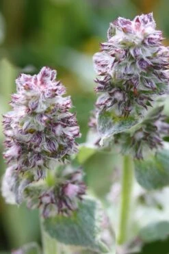 Silky Fleece Dwarf Lambs Ear (Stachys Byzantina) - 5 Pack Of Quarts Pots -Green Haven Shop Lambs Ear Silky Fleece 5