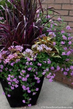 Trailing Lavender Lantana - 5 Pack Of Pint Pots -Green Haven Shop Lantana Trailing Lavender 16