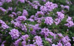 Trailing Lavender Lantana - 5 Pack Of Pint Pots -Green Haven Shop Lantana Trailing Lavender 2