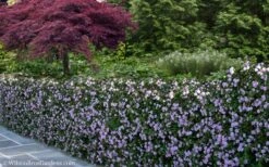 Trailing Lavender Lantana - 5 Pack Of Pint Pots -Green Haven Shop Lantana Trailing Lavender 22