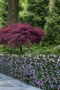 Trailing Lavender Lantana - 5 Pack Of Pint Pots -Green Haven Shop Lantana Trailing Lavender 23