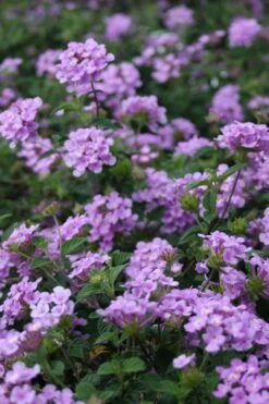Trailing Lavender Lantana - 5 Pack Of Pint Pots -Green Haven Shop Lantana Trailing Lavender 500x750 1