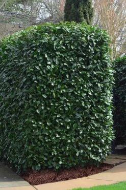 Schip Laurel (Prunus Laurocersasus 'Schipkaensis') - 5 Gallon Pot -Green Haven Shop Laurel Schip 2 2