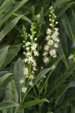 Schip Laurel (Prunus Laurocersasus 'Schipkaensis') - 1 Gallon Pot 11 Schip Laurel (Prunus Laurocersasus 'Schipkaensis') - 1 Gallon Pot -Green Haven Shop Laurel Schip 3 1