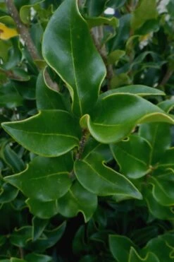 Wavy Leaf Ligustrum Recurvifolium - 1 Gallon Pot -Green Haven Shop Ligustrum Recurvifolium 10