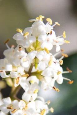Wavy Leaf Ligustrum Recurvifolium - 1 Gallon Pot -Green Haven Shop Ligustrum Recurvifolium 8