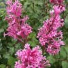 Bloomerang Dwarf Pink Lilac - 3 Gallon Pot