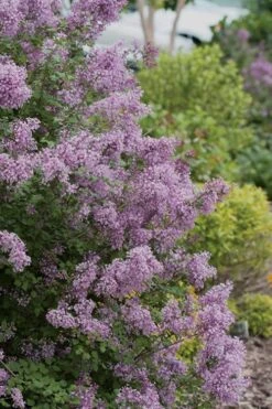 Bloomerang Purple Lilac - 2 Gallon Pot -Green Haven Shop Lilac Bloomerang Purple 12