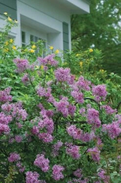 Bloomerang Purple Lilac - 2 Gallon Pot -Green Haven Shop Lilac Bloomerang Purple 14