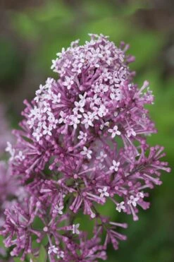 Bloomerang Purple Lilac - 2 Gallon Pot -Green Haven Shop Lilac Bloomerang Purple 15