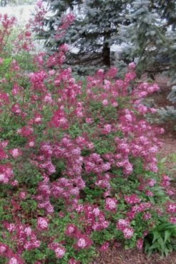 Red Pixie Lilac - Syringa Hybrid - 1 Gallon Pot -Green Haven Shop Lilac Red Pixie 1
