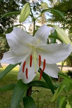 Casablanca Oriental Lily - 1 Gallon Pot 11 Casablanca Oriental Lily - 1 Gallon Pot -Green Haven Shop Lilium Casablanca 1