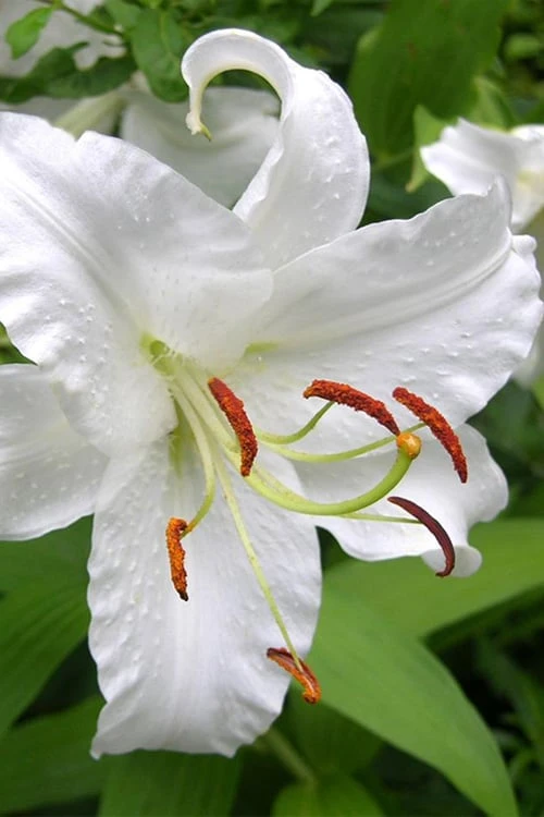 Casablanca Oriental Lily - 1 Gallon Pot 1 Casablanca Oriental Lily - 1 Gallon Pot