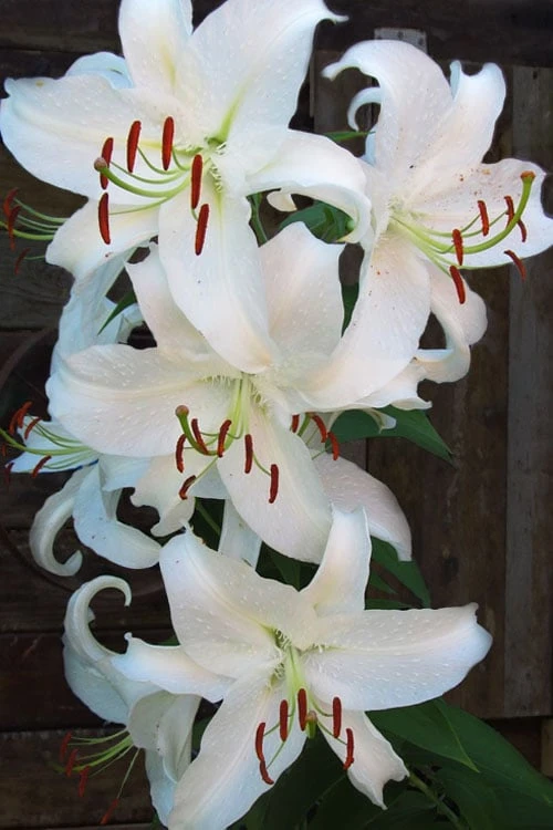 Casablanca Oriental Lily - 1 Gallon Pot 8 Casablanca Oriental Lily - 1 Gallon Pot - Image 8